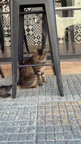 A tabby cat sits on a tiled floor in front of a black metal bar stool. The cat is looking at the camera with yellow eyes. Behind the cat, there is a wall with a black and white patterned tile. The floor is made of grey and yellow square tiles.