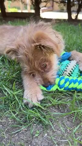 The video shows a small, scruffy, tan-colored dog lying on a patch of green grass. The dog is chewing on a blue and green toy that looks like a rope. The toy is between the dog's front paws. The dog looks at the camera with big, brown eyes. The grass is patchy, and the ground underneath is visible. In the background, there are trees and a fence.