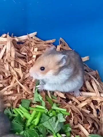 The video shows a small hamster with brown and white fur eating green vegetables. The hamster is sitting on a bed of wood shavings inside a blue enclosure. The hamster is holding a piece of green vegetable in its paws and bringing it to its mouth. The video is filmed from a slightly high angle, looking down at the hamster. The lighting is bright and natural. The scene is calm and peaceful.