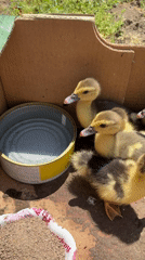 Ducklings gathered in cardboard box in Vidin, Bulgaria