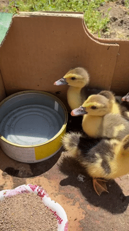 Ducklings gathered in cardboard box in Vidin, Bulgaria