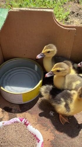 Ducklings gathered in cardboard box in Vidin, Bulgaria