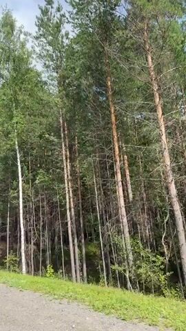 The video shows a perspective from a moving vehicle looking towards a dense forest of tall evergreen trees and some birch trees. A dirt road is visible in the foreground, bordered by green grass. The sky above is partly cloudy. The camera pans slightly to the right as the vehicle moves.