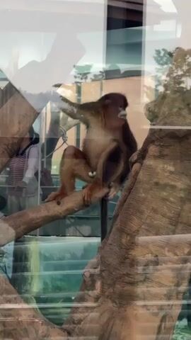 A golden snub-nosed monkey is perched on a tree branch in an enclosure with a glass wall. There is a visitor in a striped shirt standing outside the enclosure. The camera pans to the right, revealing more of the enclosure, including a wooden structure and a mural on the back wall.