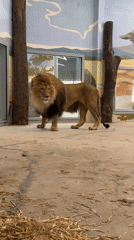 Zoo visit in Perm featuring lions, ponies, and interactive displays