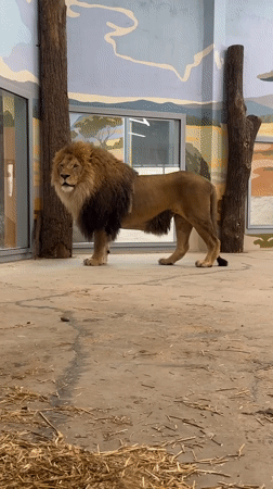 Zoo visit in Perm featuring lions, ponies, and interactive displays