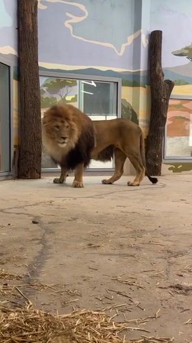 Zoo visit in Perm featuring lions, ponies, and interactive displays