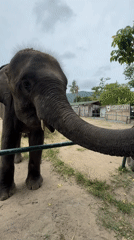 Elephant reaches toward camera at Ko Samui facility