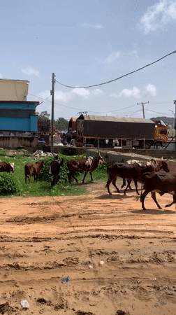 Morning commercial activity documented in Gura Top, Nigeria