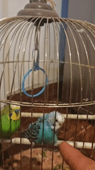Two budgies in a metal cage, Ninotsminda, Georgia