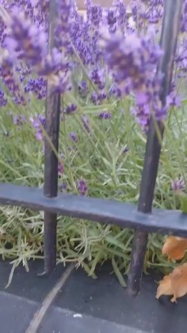 This is a close-up, handheld video clip of a field of vibrant purple lavender flowers. The camera is positioned behind a dark metal fence, with a thick, vertical metal post in the foreground obscuring part of the view. The lavender is in full bloom, with numerous spiky flower heads and green foliage. In the blurred background, the lower portion of a brick building with white-framed windows is visible. The overall impression is one of a serene and beautiful natural setting.

The activity depicted is simply the visual presence of the lavender field, possibly suggesting a peaceful or picturesque moment. The time of day appears to be daytime, likely a sunny day given the vibrancy of the colors, though no direct sunlight is visible. The location cues, such as the brick building and the presence of lavender, hint at a garden, park, or possibly a residential area in the Netherlands, specifically Schaijk as provided. There are no people visible in the frame. The focus is entirely on the natural beauty of the lavender. The close-up perspective and shallow depth of field create a soft, dreamy aesthetic, drawing attention to the texture and color of the flowers. No text is visible in the media.