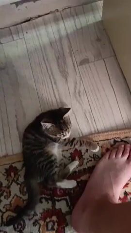 A kitten lies on its back on a patterned rug next to a wooden floor. Its paws are in the air. A person's bare foot enters the frame from the right and touches the kitten. The kitten then rolls onto its side.