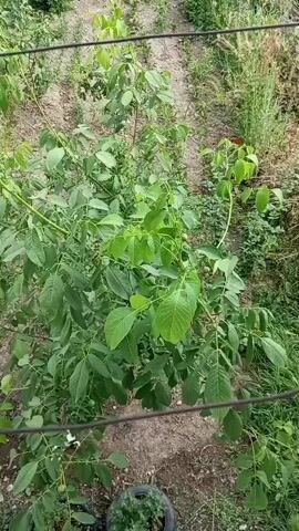 The video shows a natural outdoor scene in Nayman, Kyrgyzstan. The primary subject is a lush green tree with large leaves. In the foreground, there's a metal wire fence running horizontally across the frame. The background reveals more vegetation, including smaller plants and tall grasses, and what appears to be a rustic structure with a corrugated metal roof and a stone wall. A wooden fence is also visible behind the main tree. The ground is covered with dry grass and soil. There are no people visible in the video. The scene suggests a rural or backyard setting, likely during daytime with fair weather, given the bright greenery and the clear sky. The video is shot from a slightly elevated perspective, looking down into the scene. The overall mood is peaceful and natural. There is no visible text in the video.