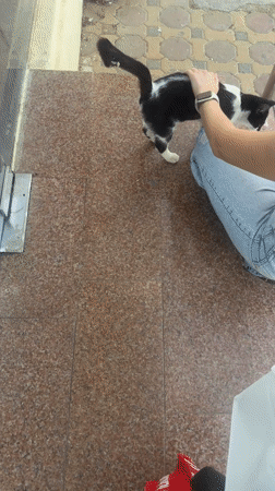 Woman pets black and white cat on steps in Al Ain