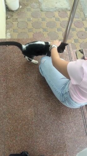 Woman pets black and white cat on steps in Al Ain