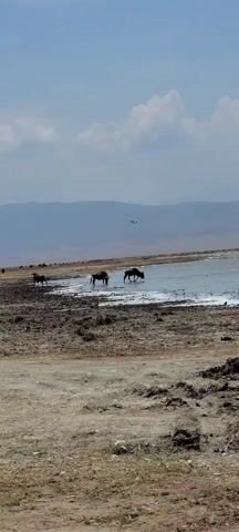 The video shows a landscape with a shallow, wide body of water in the middle. In the foreground, there's a dry, dusty ground with some vegetation. Several dark-colored wildebeests are wading through the water. Beyond the wildebeests, a flock of white flamingos are also in the water, clustered together further away. In the background, a range of hills is visible under a blue sky with some white clouds. The camera pans from left to right, focusing from the wildebeests to the flock of flamingos.
