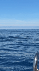 Tourists spot dolphins during boat trip off Funchal coast
