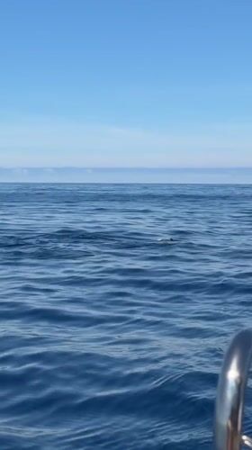 Tourists spot dolphins during boat trip off Funchal coast