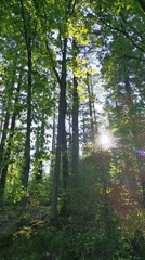 Morning forest walk captures Saar River views in Mettlach