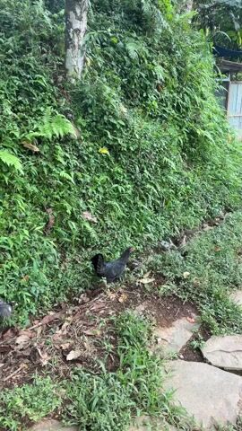 The video depicts a black hen with chicks foraging near a lush green hillside in a natural setting. The hillside is covered in dense vegetation, including ferns and other leafy plants. A pathway made of irregularly shaped stone slabs runs along the base of the hillside. In the background, a simple structure with a metal door and a blue trash bin are visible. The hen and chicks are primarily in the lower center of the frame, scratching and pecking at the ground. The camera is mostly static.