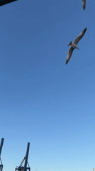 Seagulls filmed flying over Istanbul harbor on clear day