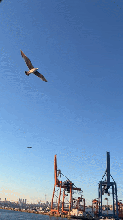 Seagulls filmed flying over Istanbul harbor on clear day