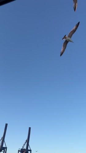 Seagulls filmed flying over Istanbul harbor on clear day
