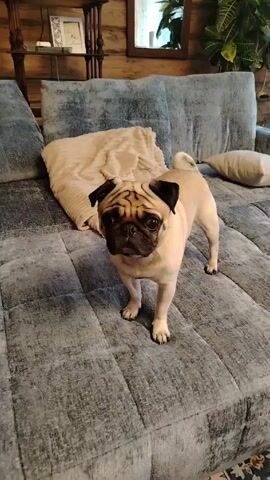 A pug stands on a grey, quilted couch with blue-grey cushions. A beige blanket is rumpled behind the dog. Behind the couch is a log wall and a shelving unit. A person speaks. The phrases include "goose," "eat," and "sit."