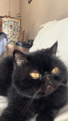 Black cat with notched ear observed resting indoors