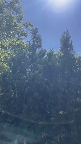 The video shows a cluster of tall, green trees against a clear blue sky. The sun shines brightly from above, creating a lens flare effect in the upper portion of the frame.  The trees appear to be evergreen species, possibly cedars or junipers, and they are densely packed together.  A few vines or climbing plants are visible growing up some of the trees. As the camera tilts upward, a telephone wire comes into view, stretching across the sky above the trees. The overall impression is of a sunny day in a natural setting.  The audio contains faint background speech.