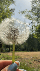 Person holds dandelion seed head in Dmitrov, Russia