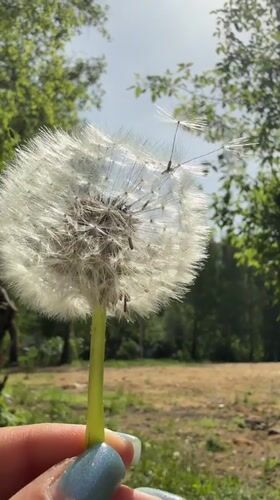 Person holds dandelion seed head in Dmitrov, Russia
