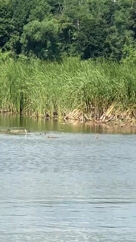 The video shows a body of water with tall reeds growing along the shore. Several birds are visible in the water and among the reeds. Some of the birds are swimming while others appear to be standing or resting. The water is calm and reflects the greenery of the trees and reeds in the background. The overall scene is peaceful and natural.