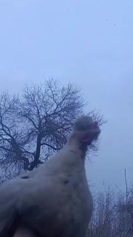 A white chicken with a red comb is filmed from below against a backdrop of a tree with bare branches and an overcast sky. The chicken's head is in focus, and its body is slightly blurred. The camera is held steady, and the focus is maintained on the chicken as it slightly moves. The overall tone of the video is neutral, capturing a simple moment with a bird in an outdoor environment.