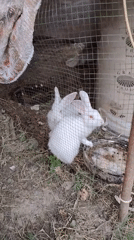 Pet rabbits, budgies, and a dress watch in Tashkent