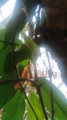 The video shows a close-up view of green leaves and branches of a plant, with a blurred background. The camera appears to be moving slightly, possibly handheld. The lighting suggests it is daytime, with sunlight filtering through the foliage. There are no people or discernible actions occurring in the video. The environment seems to be outdoors, possibly in a garden or natural setting.