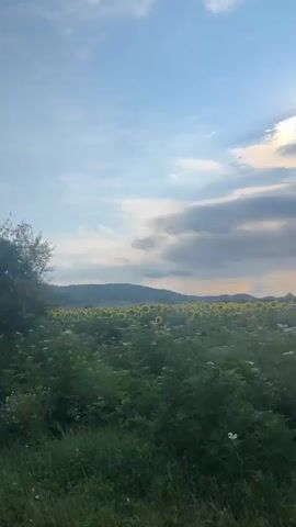 The video opens with a dark, out-of-focus shot of a leafy tree branch on the right and a yellow vertical object on the left. The scene then transitions to a wide shot of a rural landscape. In the foreground, there is tall green grass and vegetation. In the mid-ground, a vast field of sunflowers stretches out, with their yellow heads visible. Beyond the sunflower field, rolling hills are silhouetted against a bright blue sky with scattered clouds. The sun is visible in the upper right corner, casting a warm glow. The camera appears to be moving, as evidenced by the slight blur and the shifting perspective. The audio consists of a person speaking in what sounds like a Slavic language, with words like "Šviljare" and "dolje" being discernible. The person mentions the sunflowers and the landscape.