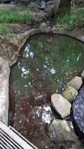 A small, dark-colored object is observed moving rapidly within a narrow channel of water, which appears to be a constructed aqueduct or small stream. The water is clear and dark, with visible ripples and movement, suggesting a flowing current. The channel is lined with light-colored stones or concrete, and larger, rough-hewn rocks are placed along the edges. Surrounding the water are areas of dark soil and leaf litter, with green vegetation and trees forming a natural backdrop. The overall environment appears to be outdoors, possibly in a park or natural setting. The video is a close-up shot, focusing on the water channel and the object within it.