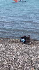 Morning beach preparations with paddleboards and dogs in Sochi