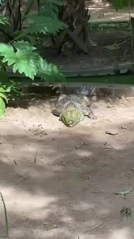 In a wide, static shot, an alligator lies on the sandy ground near a small pond covered with green algae. The alligator is gray and brown with a snout covered in algae. The pond is surrounded by a concrete barrier and various tropical plants, including ferns and palm trees. The ground is dappled with shadows from the surrounding foliage. The setting is likely a park or zoo environment.