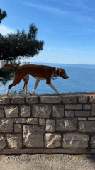 Dog walks through coastal Montenegro town at dawn
