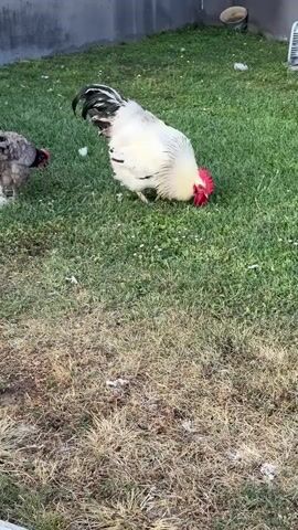 Two chickens are seen in a grassy yard. A large white rooster with black tail feathers and a red comb is foraging for food. A smaller, dark-colored chicken is to the left of the rooster, also pecking at the ground. The yard is mostly green grass with some dry patches. In the background, there is a concrete wall or structure.