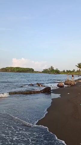 Here is a concise description of the scene in the video:

The video shows a shoreline scene featuring calm waves gently lapping a black sand beach. There are several large pieces of driftwood scattered along the shoreline. Across the water is a small, densely wooded island and some palm trees. A person is visible walking along the beach. The sky is pale blue with some scattered clouds.