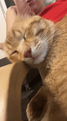 Woman and orange cat share quiet evening moment in Podgorica