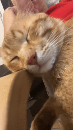 Woman and orange cat share quiet evening moment in Podgorica