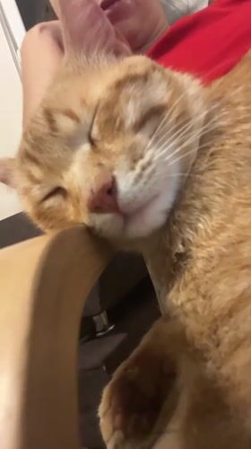 Woman and orange cat share quiet evening moment in Podgorica