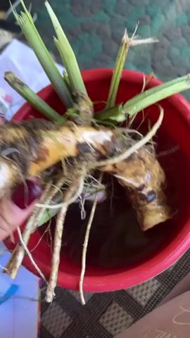 The video shows a top-down view of a red bucket filled with water. Inside the bucket are several root vegetables with green stems. A person's hand, with burgundy nail polish, is seen holding and moving one of the root vegetables. The roots are brown and dirty, and some have white, fibrous strands attached. The green stems are long and grass-like, some appearing broken. The bucket is placed on a surface with a patterned textile underneath.