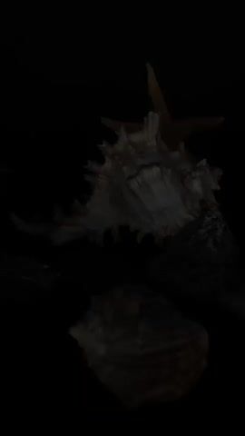 The video shows a close-up, dark, and shadowy view of seashells and rocks scattered on a black surface. The lighting is dim, with some of the objects partially illuminated, revealing their textures and shapes. A small, light-colored starfish is perched on top of a large, spiky seashell in the upper left portion of the frame. In the center, there is another prominent seashell with intricate patterns. Other smaller shells and rocks are visible, some in focus and others blurred, creating a sense of depth. The overall impression is one of a collection of marine or beach-related items displayed in a dimly lit setting.