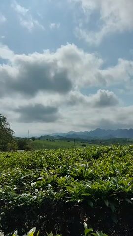 The video shows a vast tea plantation under a sky filled with puffy clouds. In the distance, a line of mountains can be seen. The camera slowly pans across the tea bushes. The plants are lush and green, and they extend as far as the eye can see. There are power lines in the distance as well.