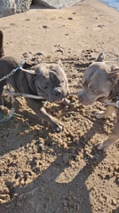 Two pit bulls play and rest on a sunny Russian riverbank